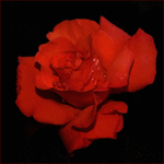 ������������� ������