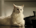 Профиль Кобыло-кошка