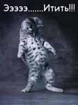 ������� Night_Guest