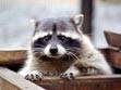 ������� Racoon