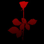  Red_rose_of_faith