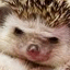 ������� Saint_Hedgehog