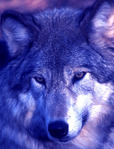 ������� Jupiter_Silverwolf