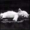 ������� maliw