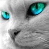 ������� Irenka_cat