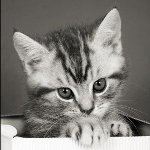 ������� Pyshistuy_4ertenok