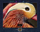 ������� mandarin_duck