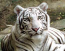 ������� Tender_Tiger