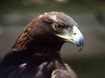  Golden_eagle