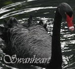  Swanheart69
