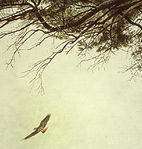  Felisata