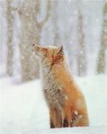 ������� Smoggy_Fox