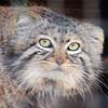 ������� Manul_autist