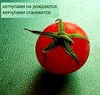 ������� Tr_MP