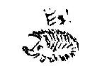 ������� Kalligraff