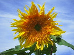 ������� Rudbekija
