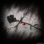 ������� Blut_Mari