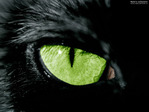 ������� ElGatto