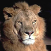  lion_cub_sad