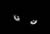 ������� The-Black-Cat