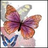  butterfly_Catherina