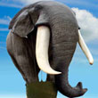 ������� Elefant