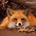  Foxyfox