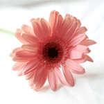 ������� FruiTy_FloweR