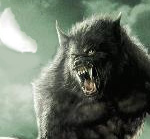  Wolfhound_Gray_Dog