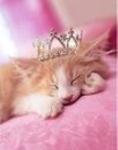 ������� Kitty_Tweetty