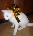 ������� Boy_Lu