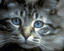 ������� Lilu_Cat