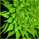 ������� �������_�����