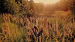 ������� SoNeiKa