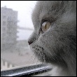 ������� ShilienGirl