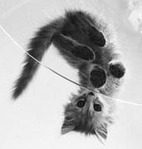 ������� Blaze-Teivil