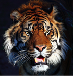 ������� ����