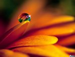 ������� Charoitum