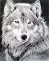 ������� BlackShewolf