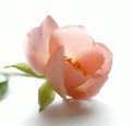 ������� Ginestra