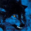  Wolf_Loner