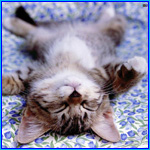 ������� ���_����������