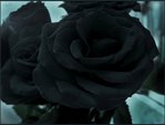  Black_rose15
